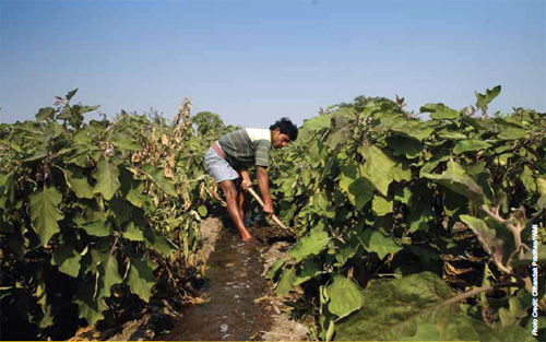 Boosting water benefits in West Bengal: Agricultural growth in West Bengal had slumped by more than half. As Eastern India’s most populous state it was critical that scarce land resources were made as productive as possible. Research identified that a major hindrance to agricultural productivity was getting access to groundwater which, unlike in some other parts of India, is plentiful. New policies recommended by IWMI were adopted to improve groundwater access for smallholder farmers. Photograph by Chhandak Pradhan, courtesy of  IWMI.